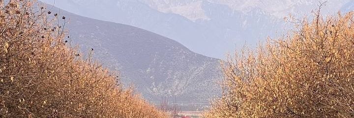 icernn's profile banner image