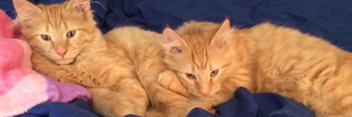 Dead Uncle Meredith banner