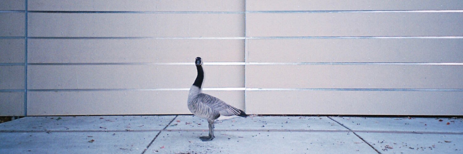 kuzcos poison banner