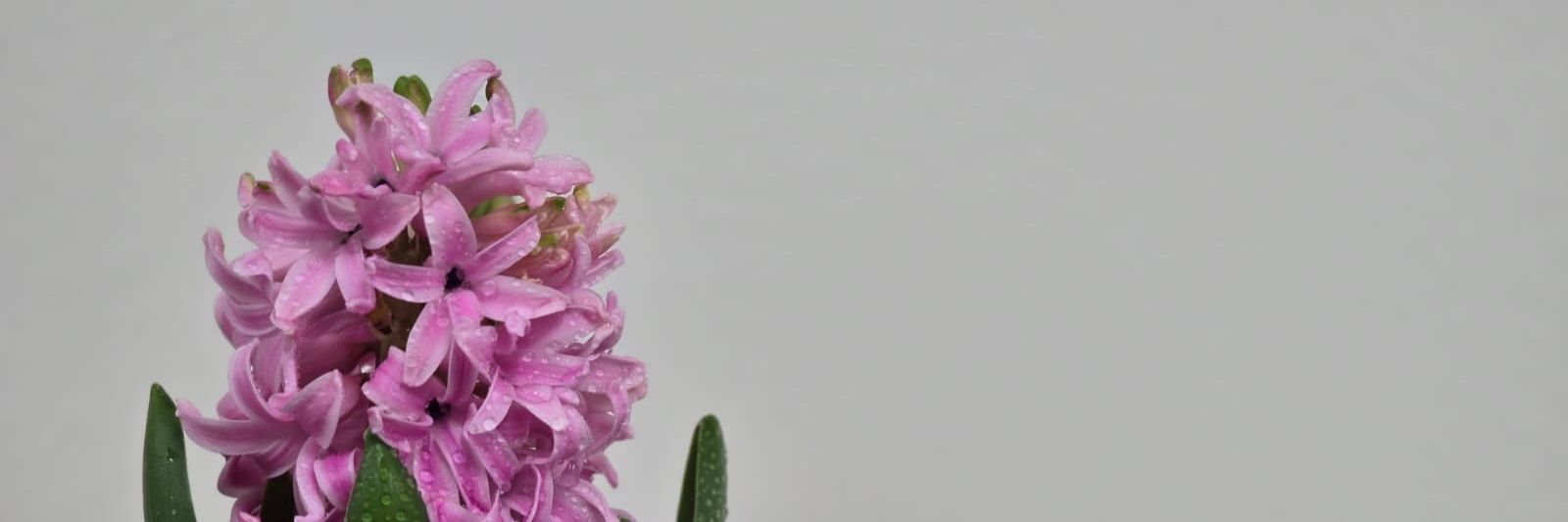 lampatlex's profile banner image