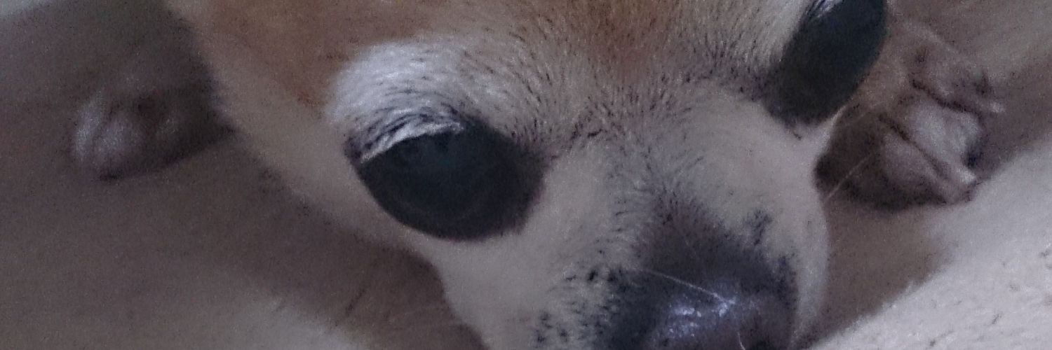 YÜKî(現場犬) banner