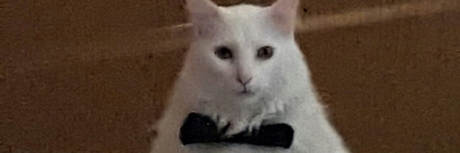 U_Made_Me_Evil's profile banner image