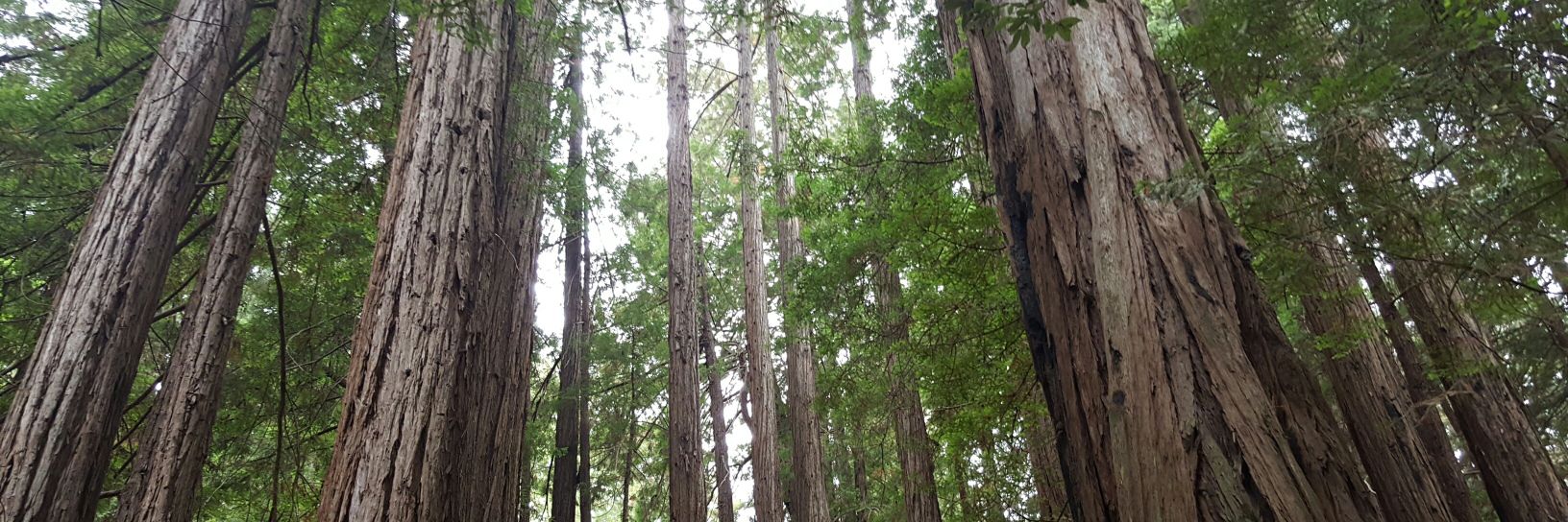 Cait Kavanagh banner