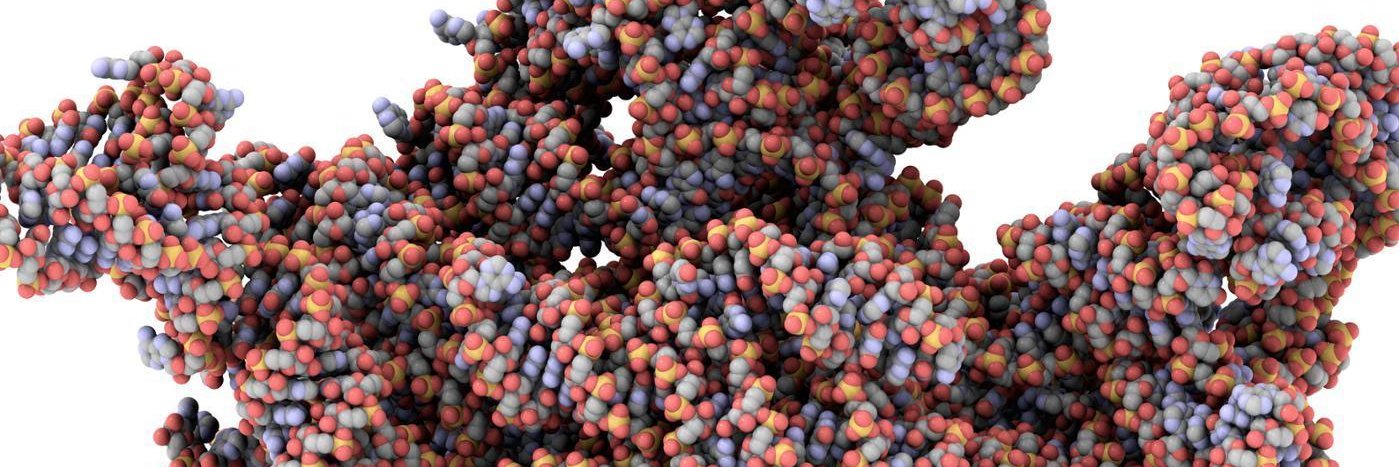 RulingRibosome's profile banner image