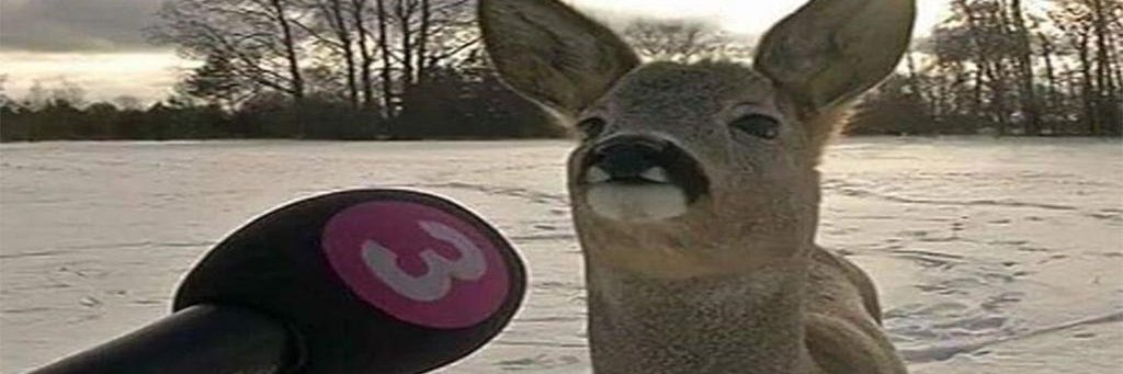 Random Online Weeb banner