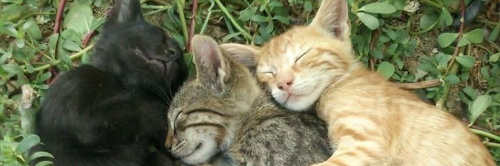 luzasalinas's profile banner image