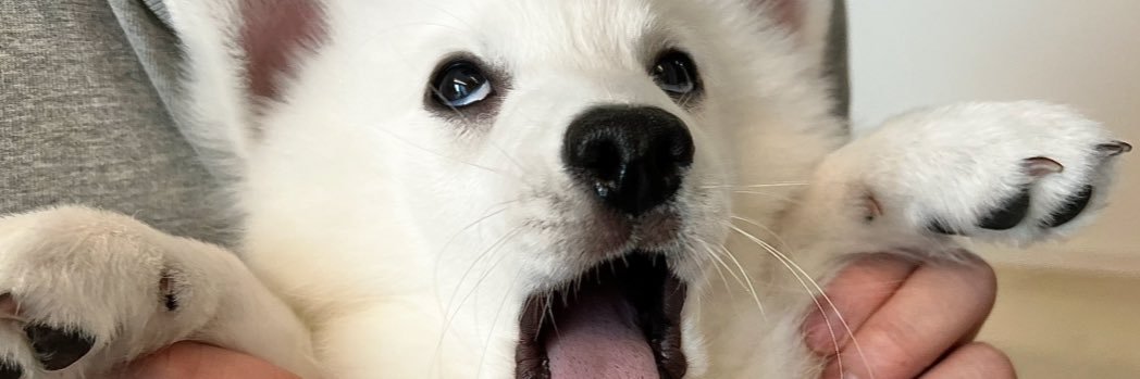 むちゃだよ🐻‍❄️ banner