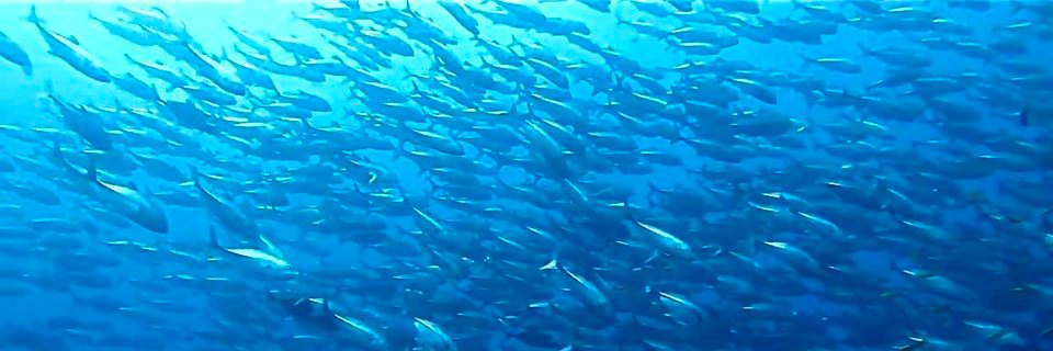 Tommaso Loreto banner