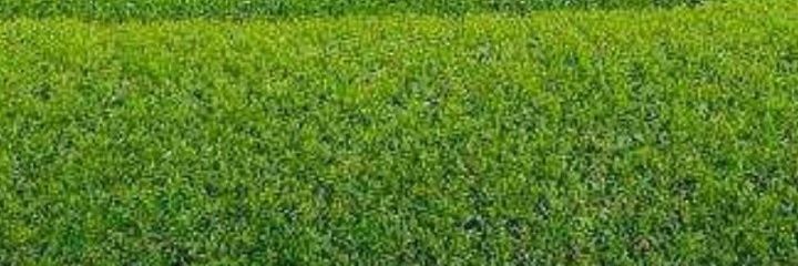 RobertChifundo's profile banner image