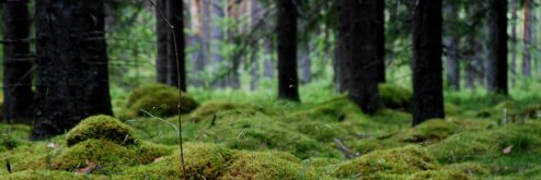 pavedearthling's profile banner image