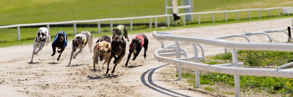 Towcester Dogs banner