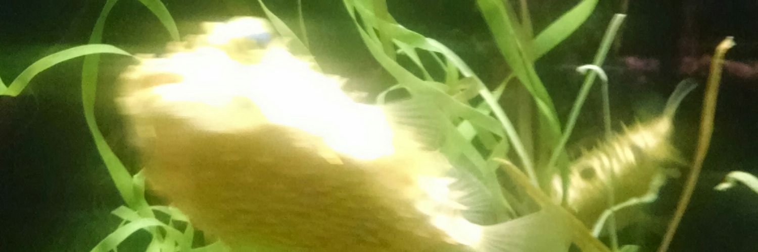 LeAnns3Luvs's profile banner image
