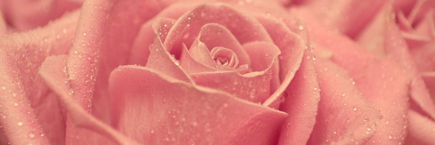 bungacibung's profile banner image