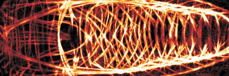 Wanninger Lab banner