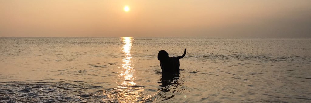 yscream's profile banner image