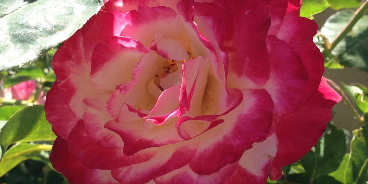 Annecobel's profile banner image