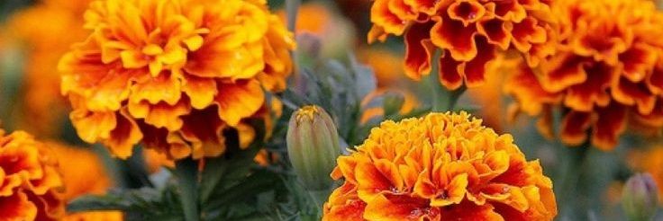 monse_vedi's profile banner image