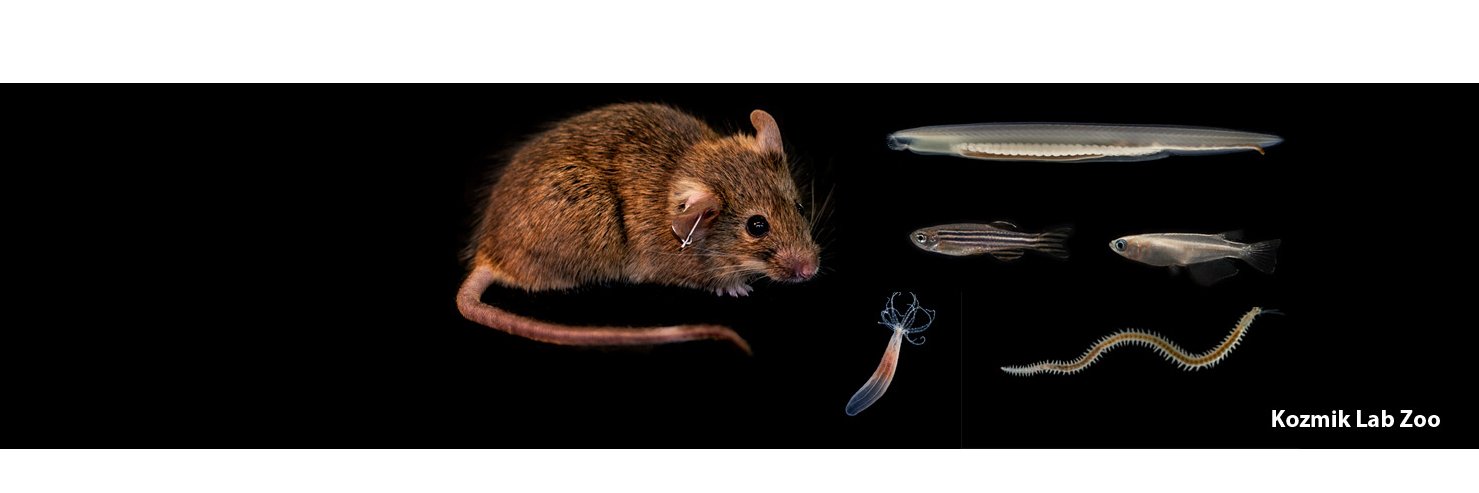 Zbynek Kozmik banner