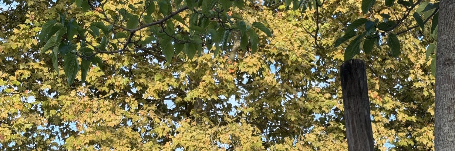 laetitixmrs's profile banner image