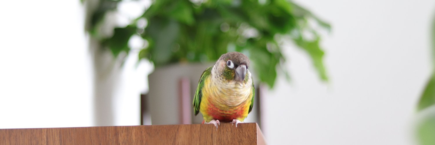 Léon & George banner