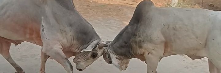 Arvind345611's profile banner image
