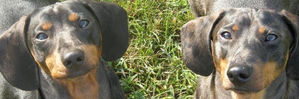 emeraldphoenix Profile Banner