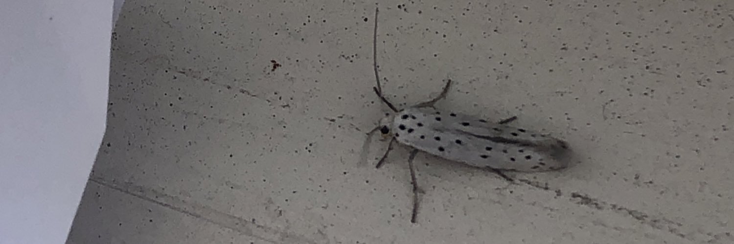 PaulArambula's profile banner image