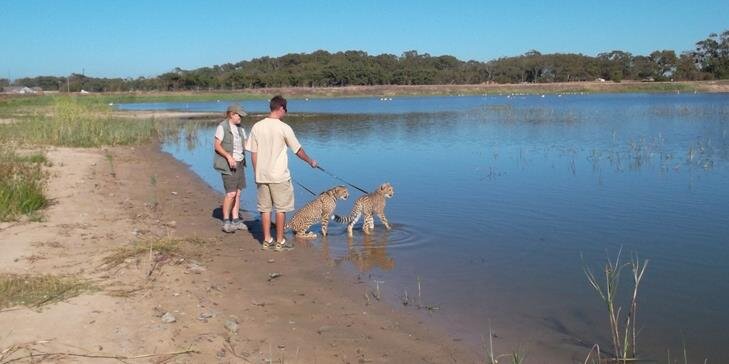 Cheetah Outreach banner
