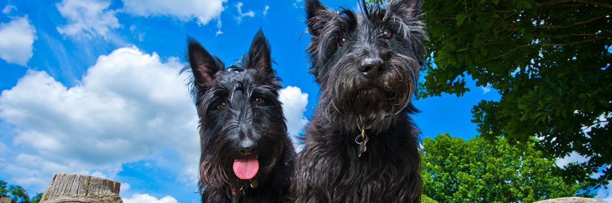 spannerst's profile banner image