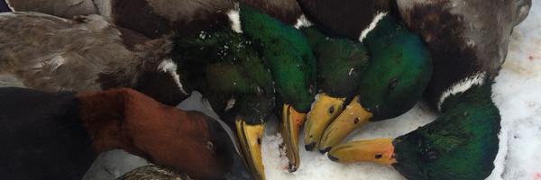 CoachC13 Profile Banner