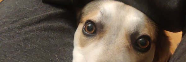 NeilDube3 Profile Banner