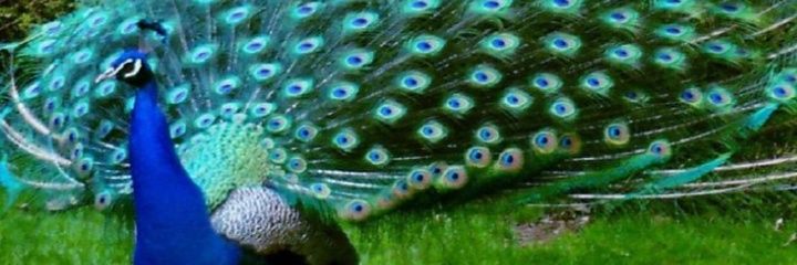 omabar50's profile banner image
