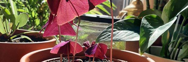 IsaHuning Profile Banner