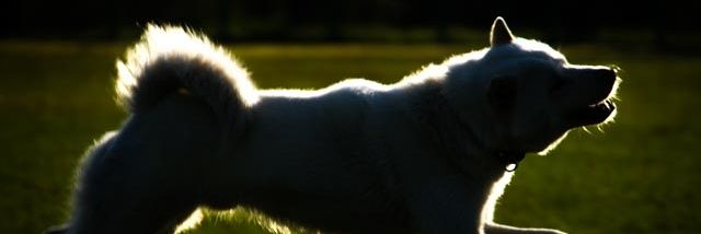 doupkensyou's profile banner image