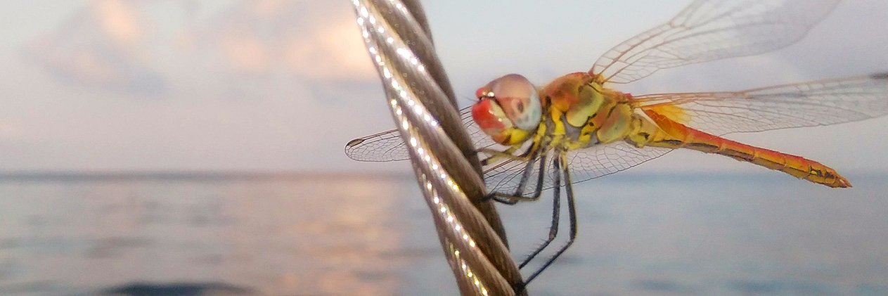 πόλις νικηφορία 🇮🇹 banner