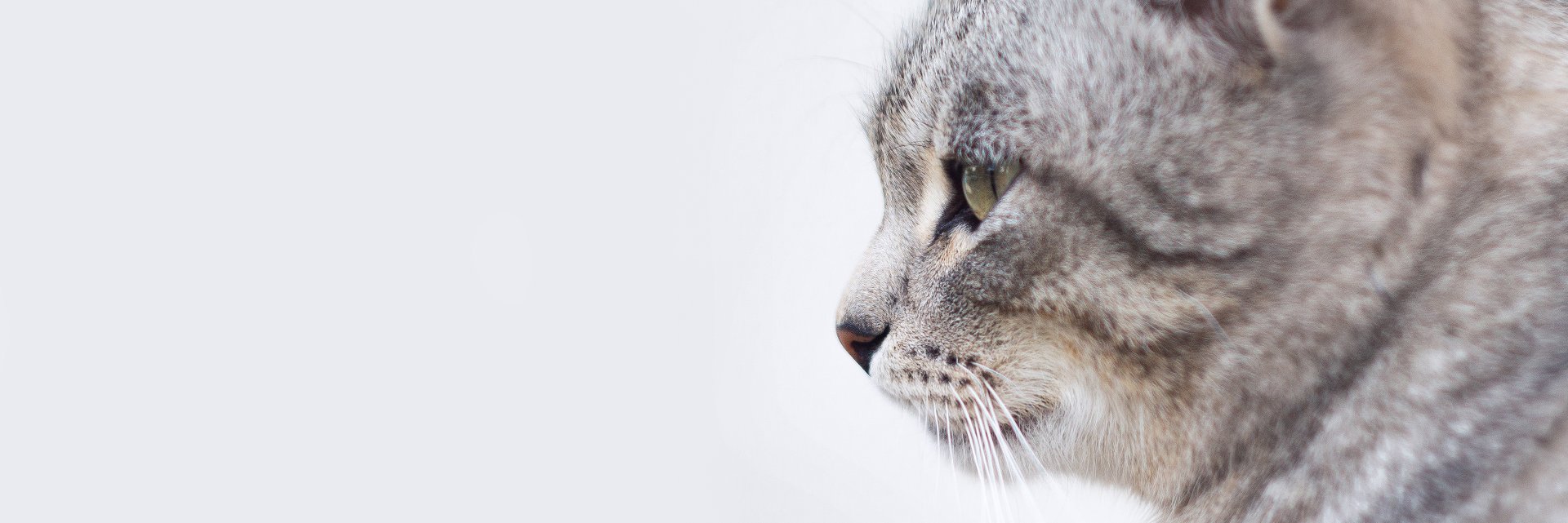 leprdspace's profile banner image