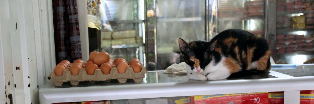 Ana Carolina Pereira banner