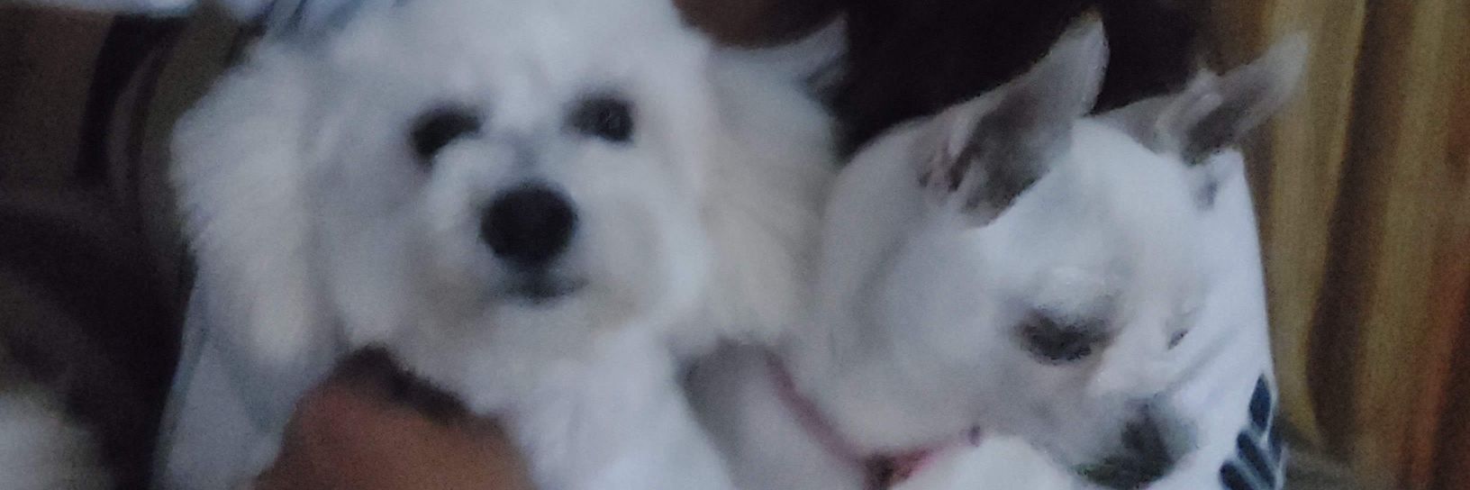 guurub's profile banner image