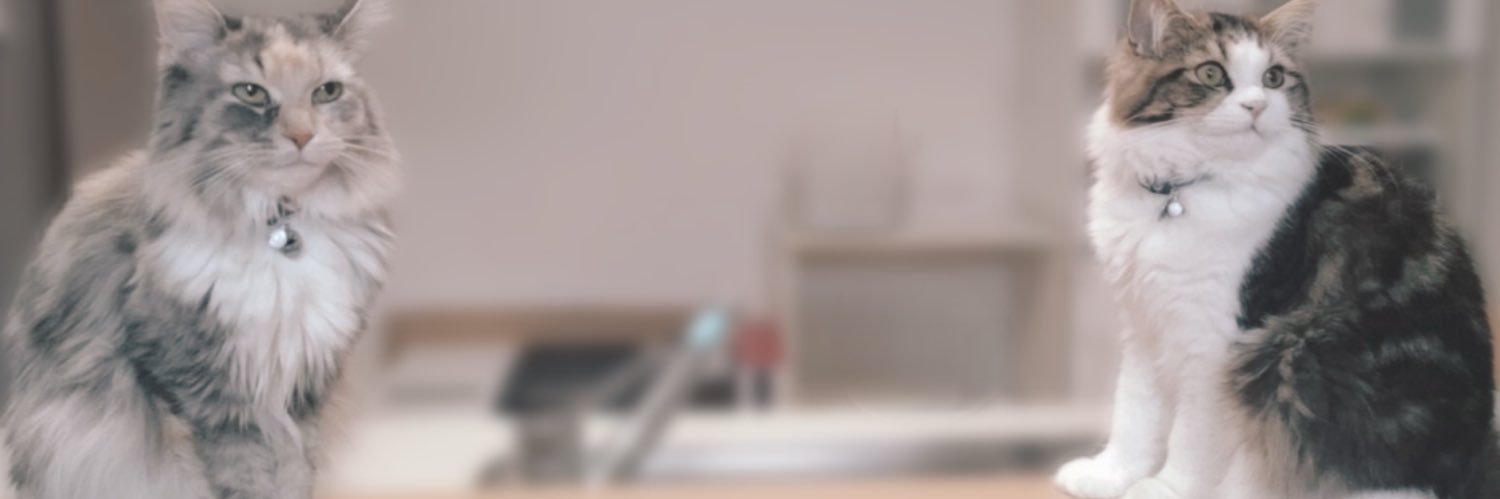 nounours_27's profile banner image