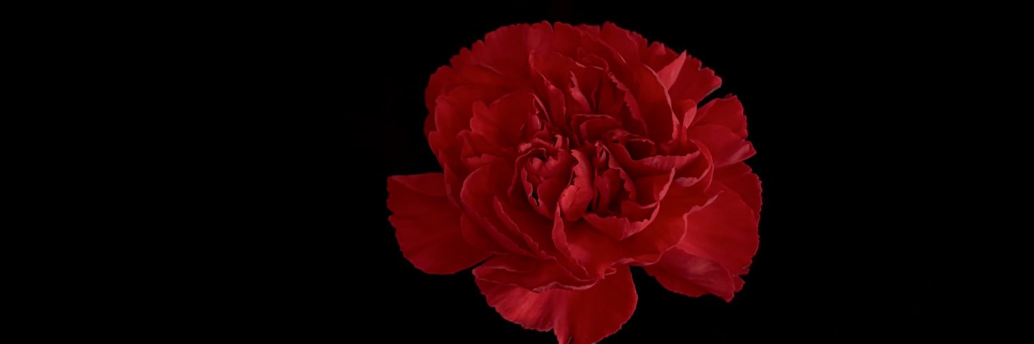 𝓦𝓲𝓵𝓵 banner