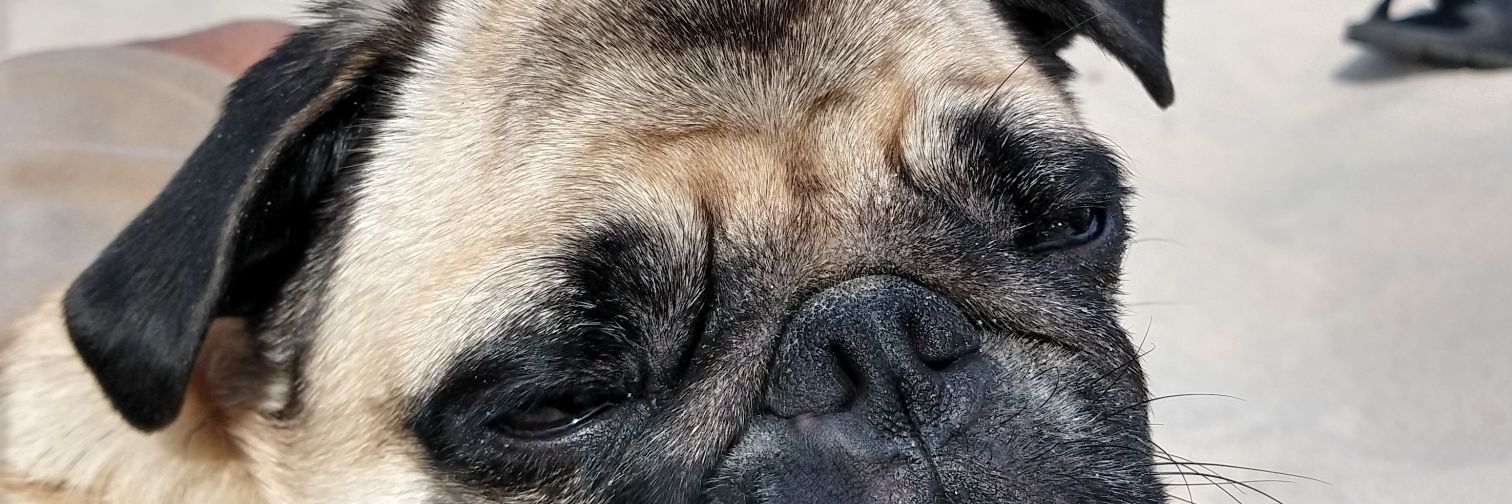 tonhodomar's profile banner image