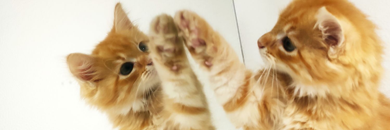 Enolarelou's profile banner image