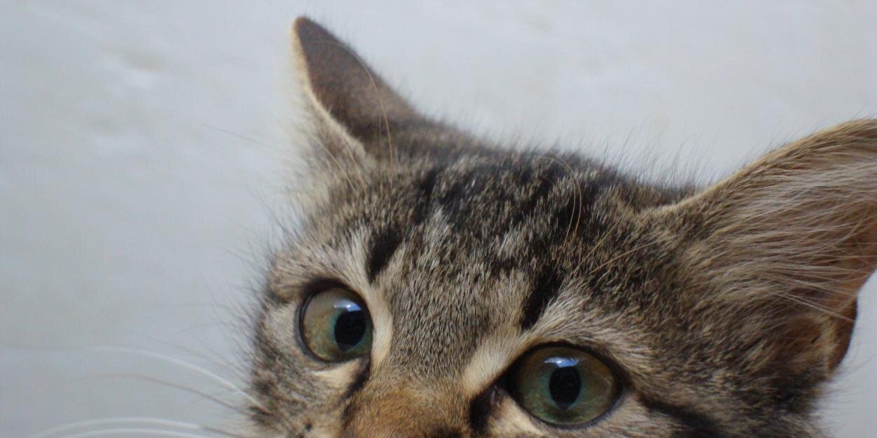 delightfoot's profile banner image