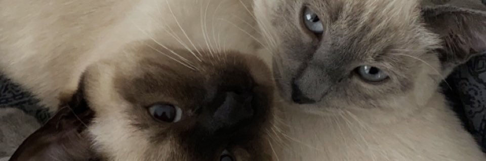 berfinlaraa's profile banner image