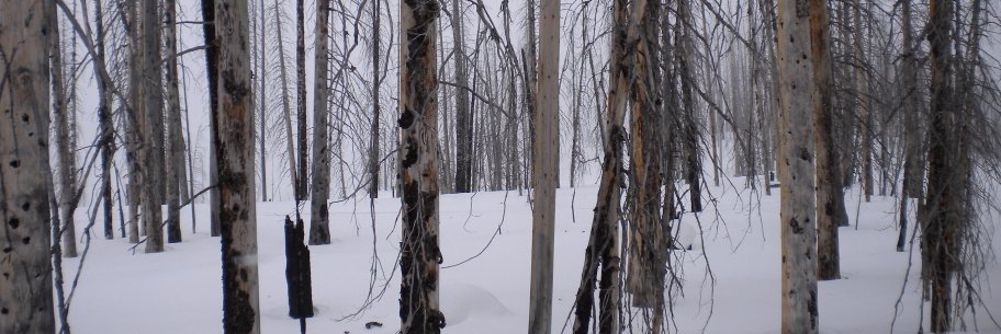 tracey nicholls banner