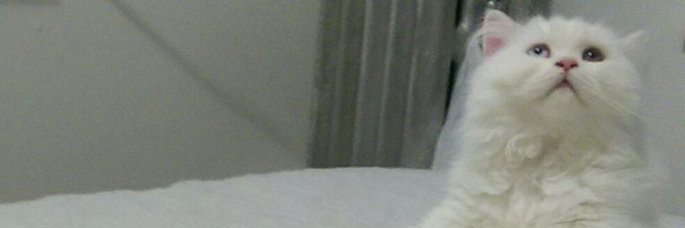 Asmala1's profile banner image