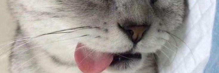 Melissa G banner