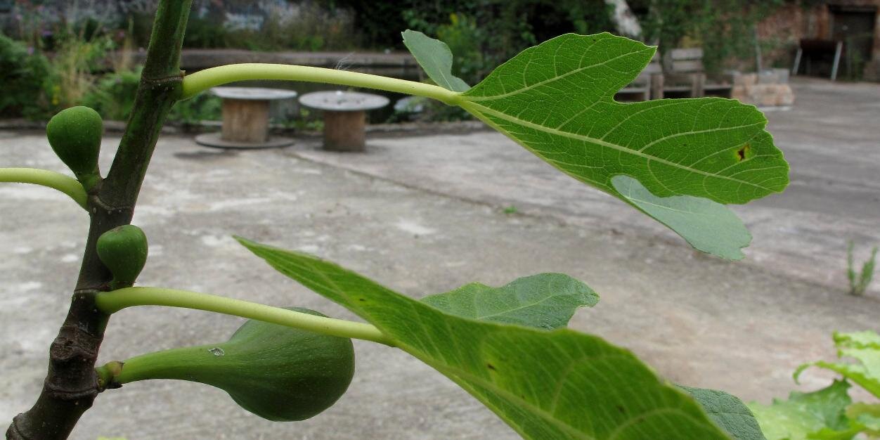 edibleeastside's profile banner image
