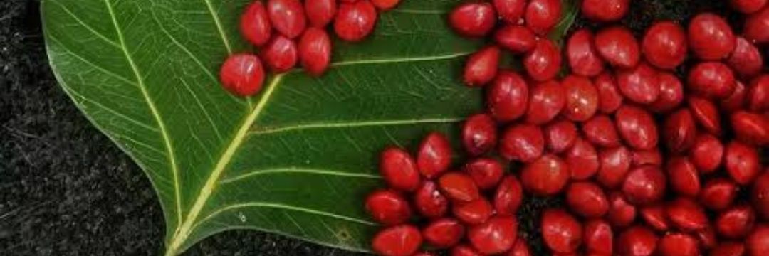 Joseph Tryble banner