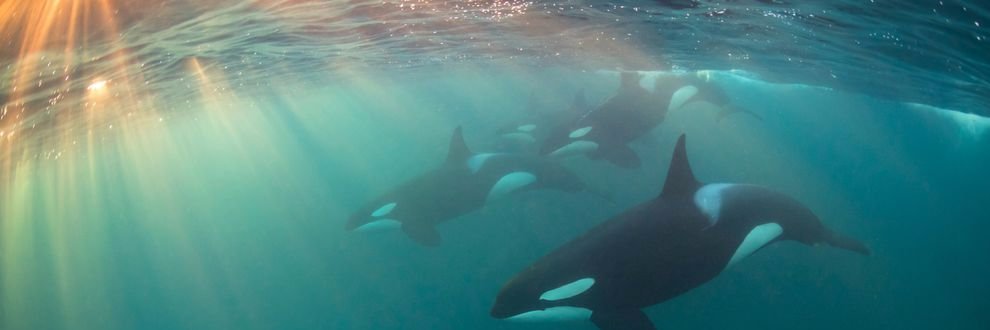 EchotheOrca's profile banner image